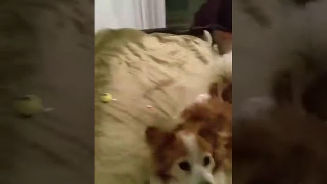 Gnocchi the Papillon age 11 still loves to open packages and chase balls смотреть онлайн