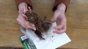 Как выбрать лучшие пионы. Советы при покупке саженцев