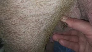 Зачем и как обрезают хвостики поросятам//