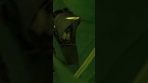Обзор спаржевой фасоли Модница