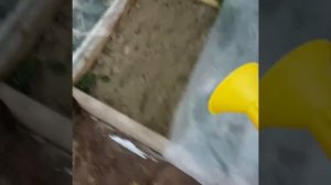 Черенкование самшита/ Как успешно черенковать самшит