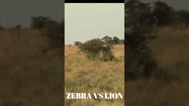 LION HUNTING ZEBRA AMAZING FIGHT | ZEBRA VS LION | WATCH THE VIDEO TILL THE END!