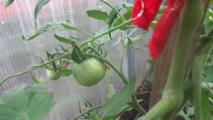 Томат Розовый мед. Как формировать томат Розовый мед?