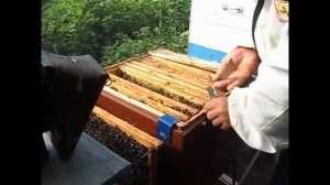 Детям о пчелах.