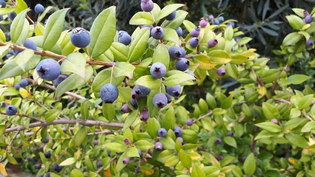 MIRTO- Raccolta eccezionale e Trallallera di Maria Carta..