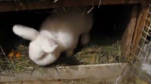 Новозеландский Белый Кролик (НЗБ) Гром и его крольчата