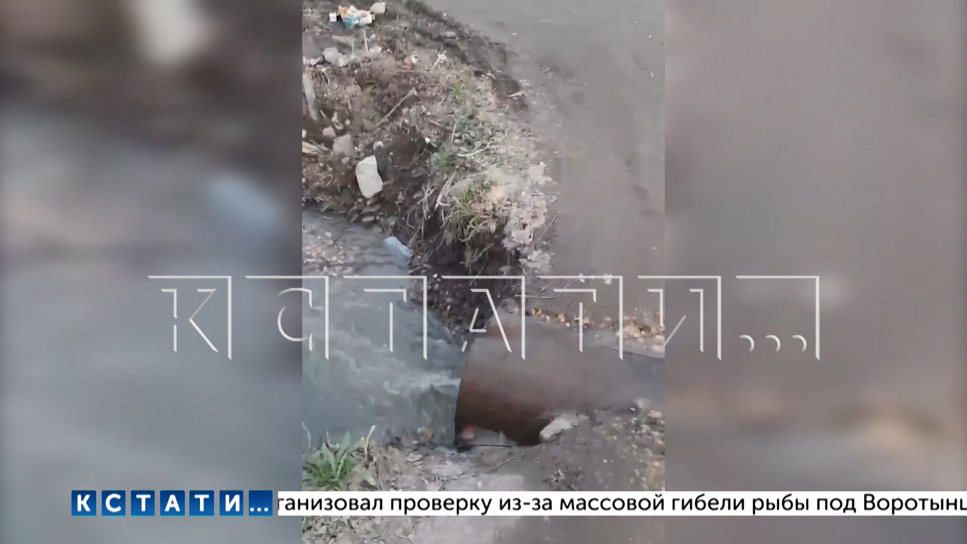 Из-за прорыва канализации в Богородске фекальные воды затопили огороды в местных садоводчествах