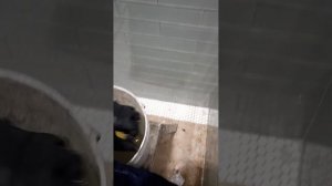 Starlike Crystal Grout Evo