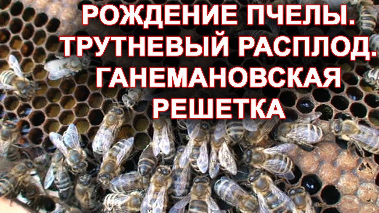 Рождение пчелы. Трутневый расплод. Ганемановская решетка.