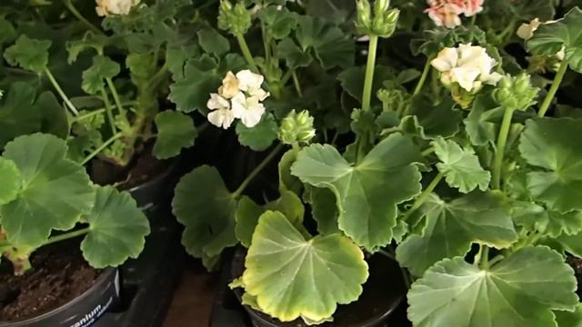 Pelargonium zonale смотреть онлайн