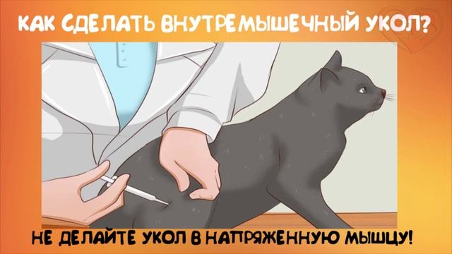 Как сделать внутримышечный укол коту!