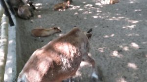 Северные олени отдыхают в тени всем семейством 16.06.2023