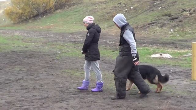 Видео дрессировка немецкая овчарка Дарси защита проводника мондьоринг