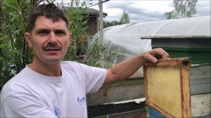 Пчёлы на даче или по следам Винни Пуха.