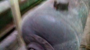 Моя бубафоня.Ставте лайк,коментируйте