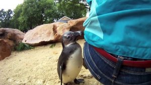 Meeting the Penguins at London Zoo - GoProHD