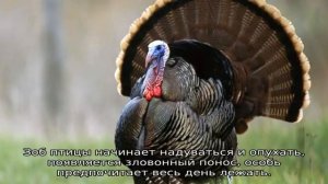 Почему индюки падают на ноги: чем лечить