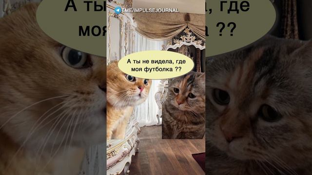 Никаких обид #мыкотики  #разговор #анекдот #шутки #коты #юмор #смешное #прикольно #мемы #cat