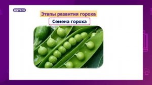 Естествознание. 4 класс. Какие этапы развития бывают у растении? /14.09.2020/