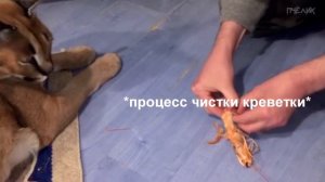 Большой Шлёпа съел креветку и ему понравилось