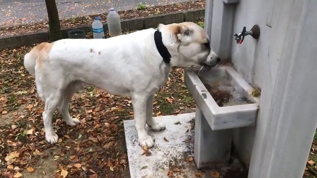 Бугай Алабай. Настоящий мужик уважает Ессентуки 4 смотреть онлайн