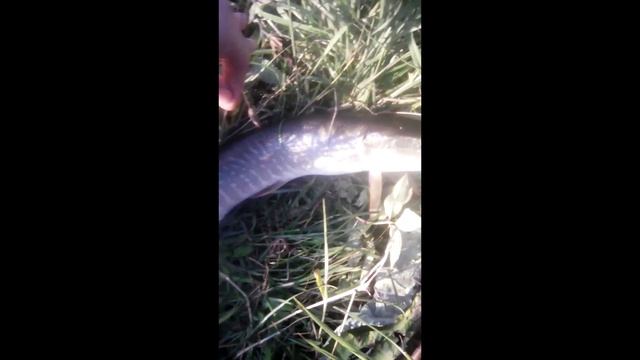 ЛОВЛЮ ЩУКУ НА СПИННИНГ|УЛОВИСТАЯ ВЕРТУШКА смотреть онлайн