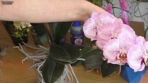 Никто этого про аминосил не говорит!!! Почему он так воняет и зачем его греть. Капля под микроскопом