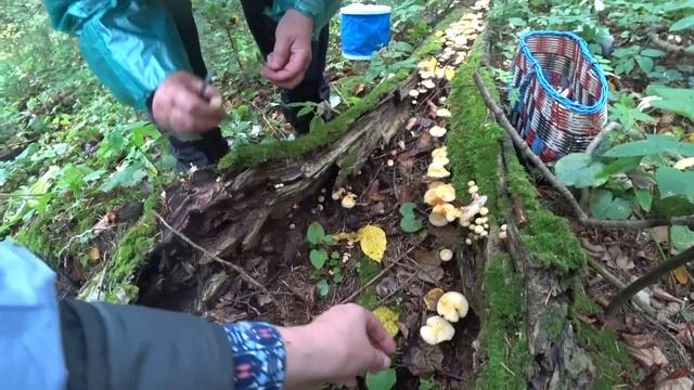 В сентябрьский лес по грибы. 12 сент 2020 (2/2) смотреть онлайн