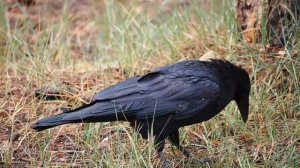 Сколько лет на самом деле живёт ворон?