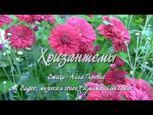 Хризантемы.  Дачные картинки 2020.