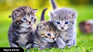 Мяуканье кошек и котят - звуки кошек | Звуки кошки и котят