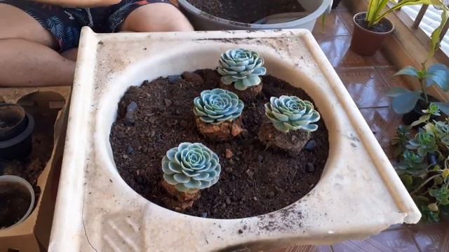 MONTANDO ARRANJO DE SUCULENTAS ECHEVERIA GLAUCA / PASSO A PASSO смотреть онлайн