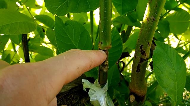 Грецкий орех с латеральным плодоношением. Собственная селекция смотреть онлайн