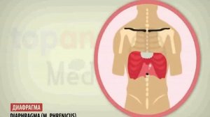 Уроки вокала для детей. Урок 2. Опора голоса.