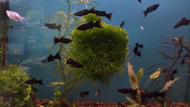 Моллинезия черная смотреть онлайн