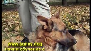 Дрессировка на собачьей площадке.  Минус групповых занятий.