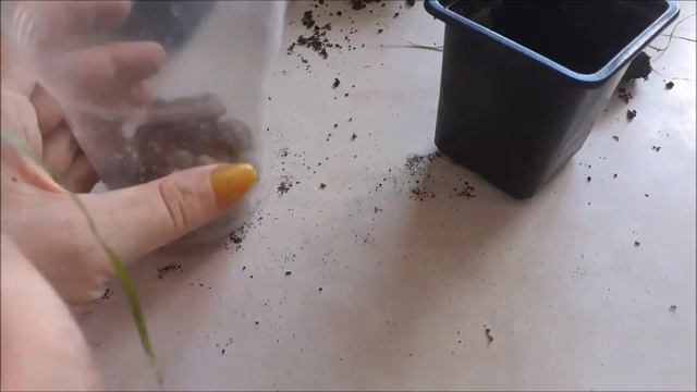 Циперус уже взрослый!!! Пересадка! смотреть онлайн