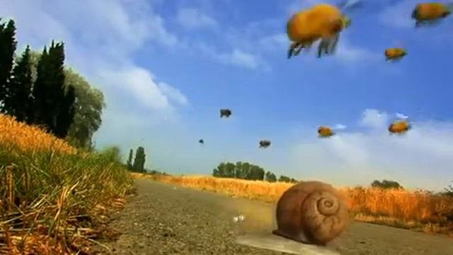 Умные пчёлы