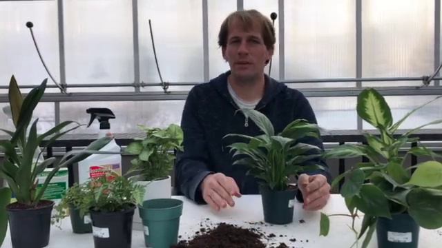 Houseplants 101 смотреть онлайн