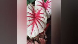 Caladium Fiesta