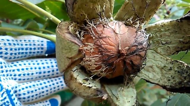 Грецкий орех в городе Самара смотреть онлайн