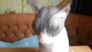 Порода кошки свинкс