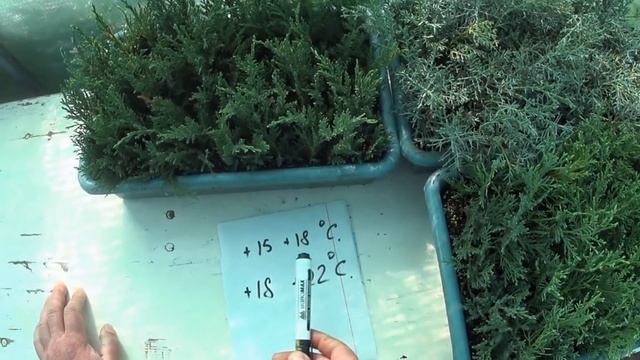Сроки черенкования декоративных растений. Когда черенковать хвойные и другие декоративные растения.