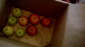 хранение яблок