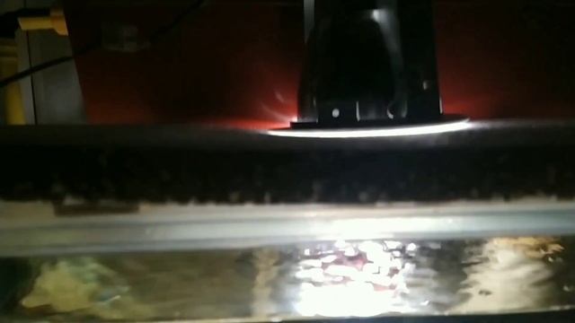 Альтум Ориноко . Альтумы в моём аквариуме. смотреть онлайн