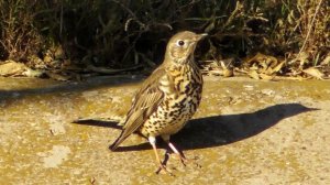 Дрозд Деряба / Mistle thrush / Tordela / Дрізд-омелюх