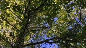 Шелест листьев берёзы