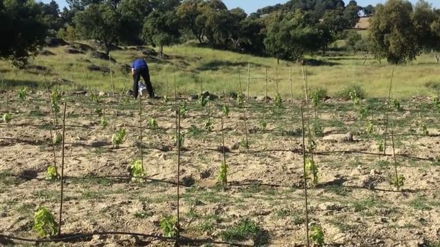 Project Póvoa - Olive Grove Cottage смотреть онлайн