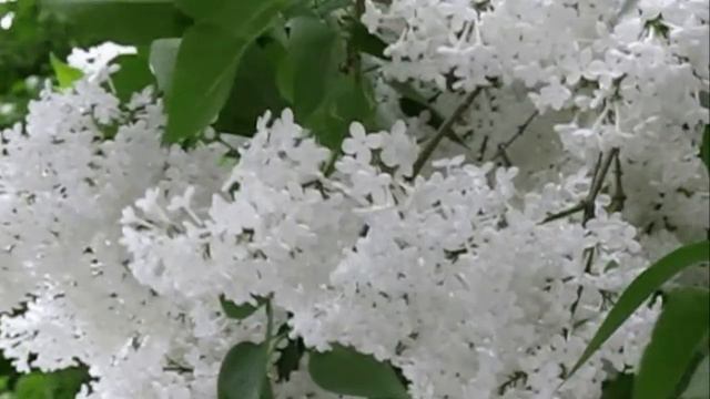 Иван Смушко   Сирень  cover   автор ролика Елена А