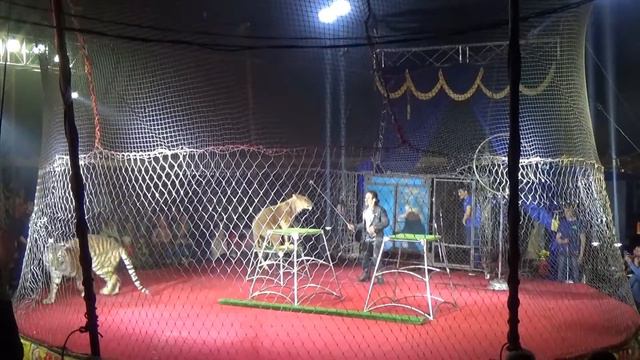 Цирк Шапито ЛЕВ & ТИГР - Circus Chapiteau LION TIGER. смотреть онлайн